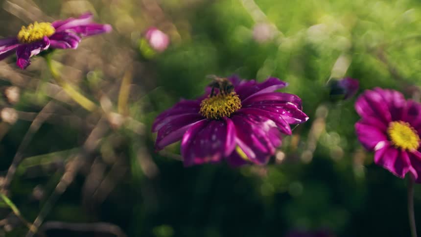 A bee pollinates a pink and yellow cosmos flower in sunlight