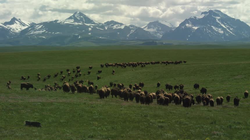 A large herd of bison walks across a vast green prairie with a backdrop of rugged snowcapped mountains under a cloudy sky