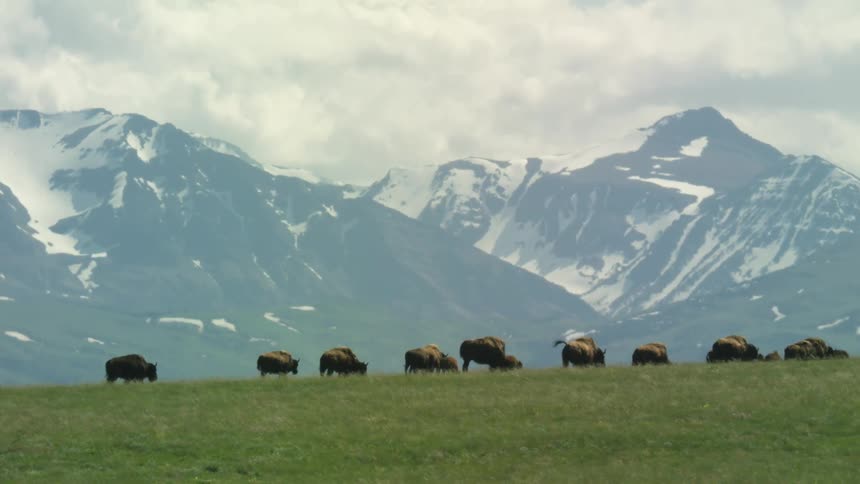Bison grazing in an open field with snowcovered mountains in the background