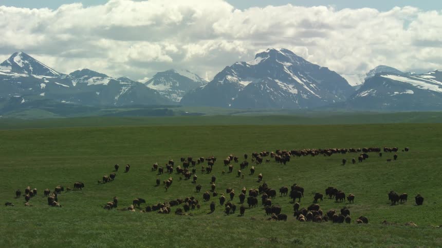A wide view of a large herd of bison roaming across a vast green field with imposing snowcapped mountains under a cloudy sky