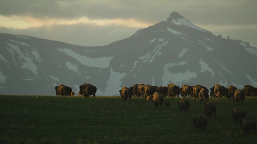 A herd of bison walks across a dark green ridge in silhouette against a hazy sunset with a snowcapped mountain in the background
