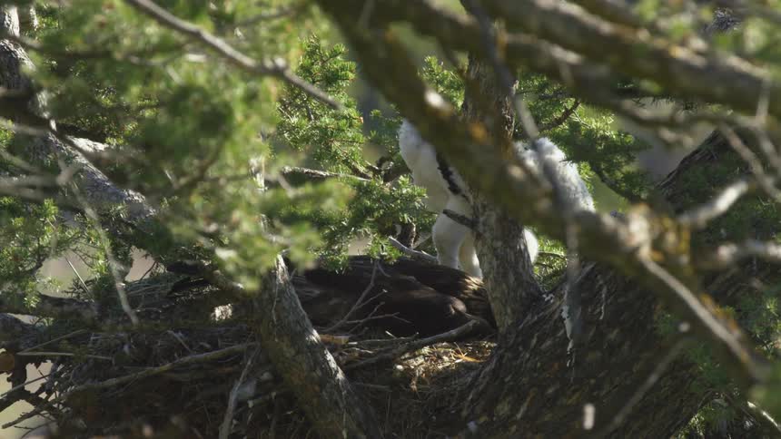 A fluffy white eaglet is visible feeding in a large tree nest next to a dark adult eagle surrounded by green pine branches