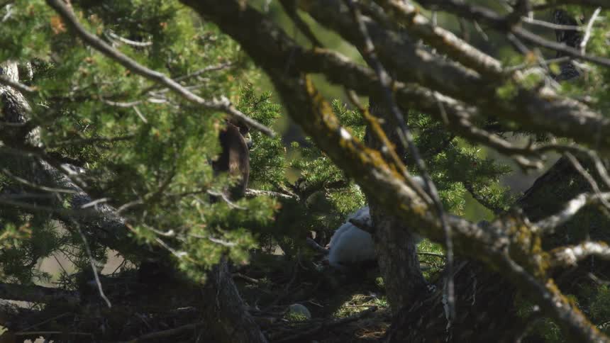 An eagle sits on its nest at midday nurturing its young atop a tree