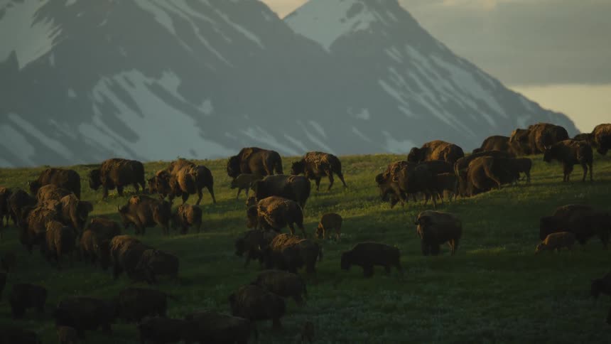 A herd of bison graze on a grassy slope with sunlit snowcapped mountains visible in the background at sunset