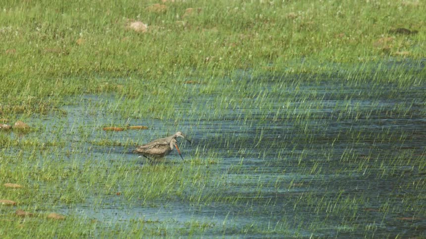 Two shorebirds with long beaks forage for food in a green grassy wetland area with shallow standing water on a sunny day