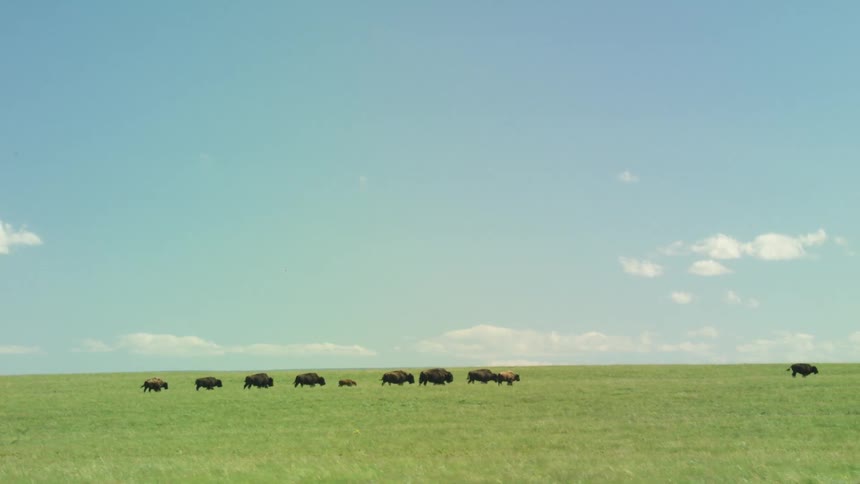 Bison walking across an open field under a clear sky