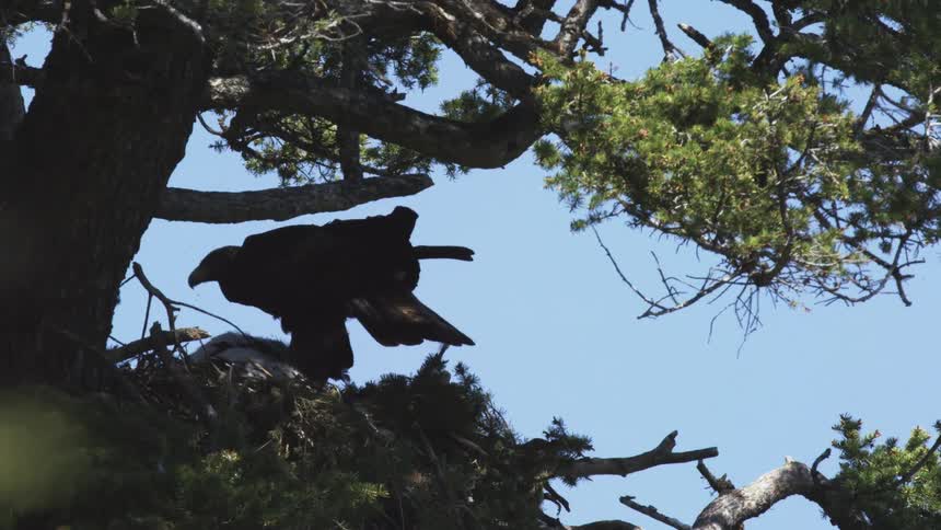 An adult golden eagle lands in a massive tree nest to feed its white and gray feathered eaglet against a bright blue sky