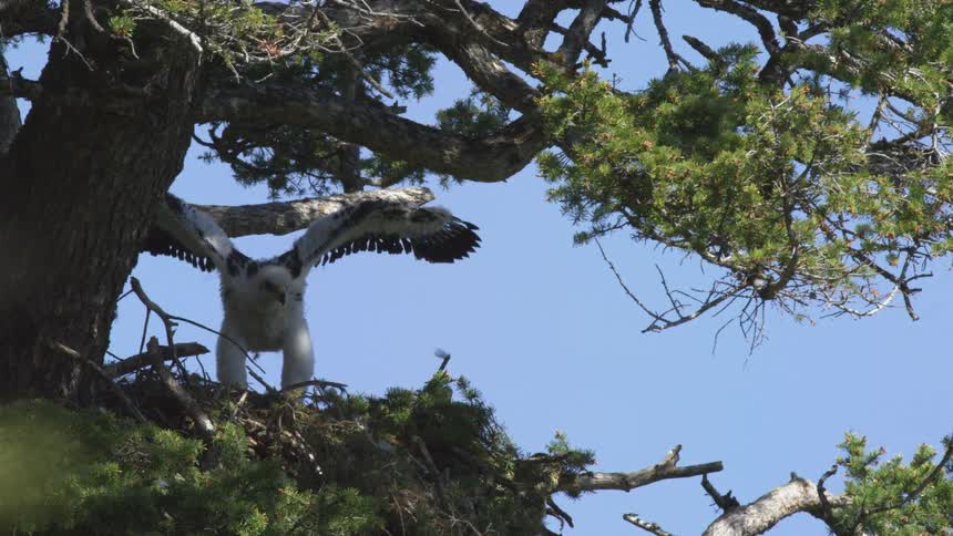 Young bird stretching its wings in a nest among tree branches