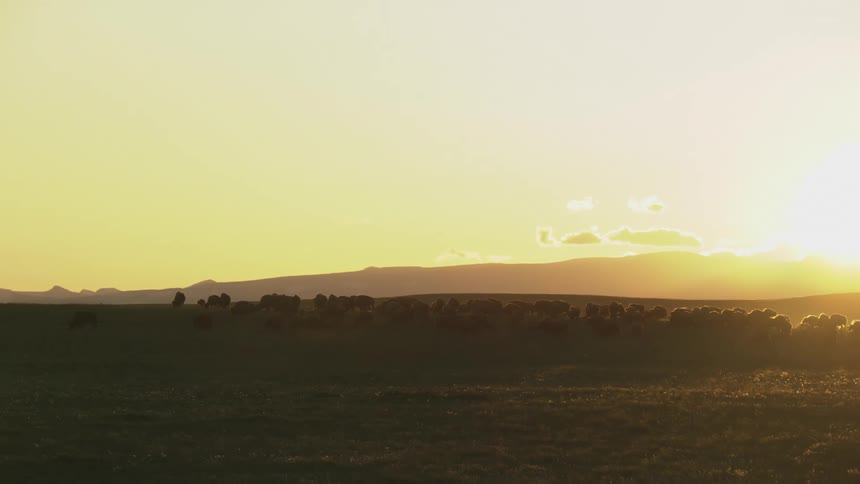 Herd of bison moving across the field at sunset