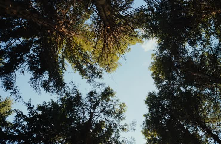 Tree canopies forming an opening toward the blue sky