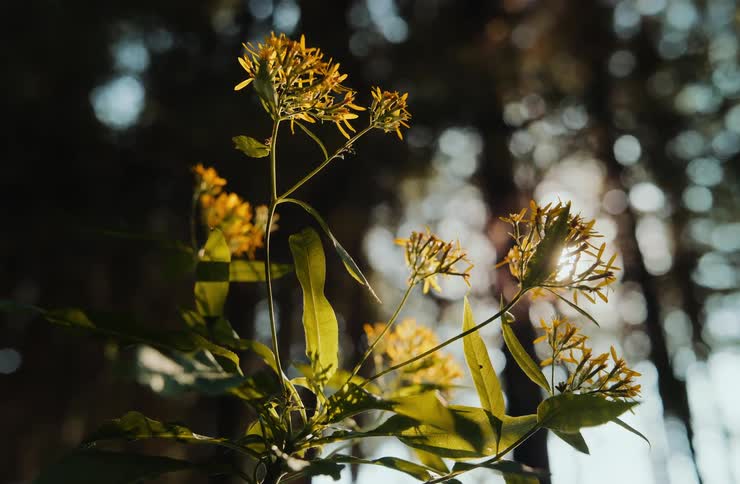 Yellow flowers among leaves with a blurred tree background