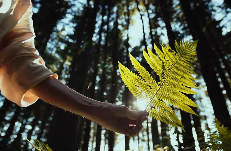 Outstretched hand holding a fern leaf in a sunlit forest