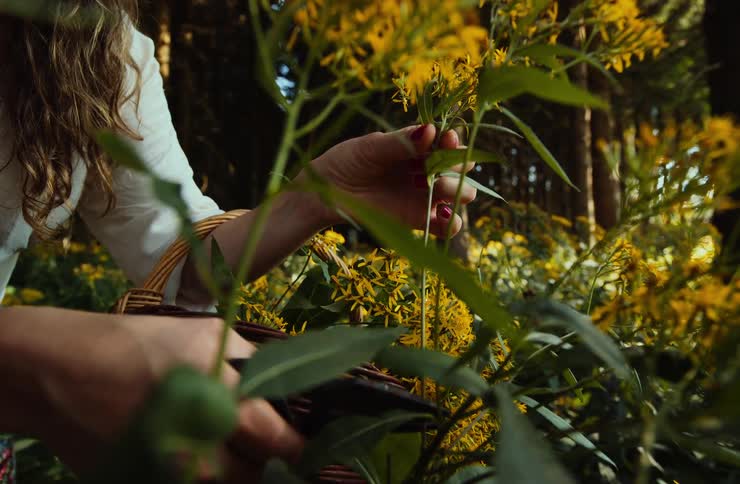 Woman harvesting yellow flowers with scissors and a basket in a forest area