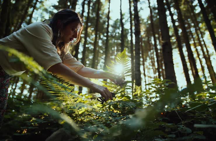 A woman wearing a white shirt uses small shears to cut a fern in a dense forest with sunlight shining down through the tall tree trunks