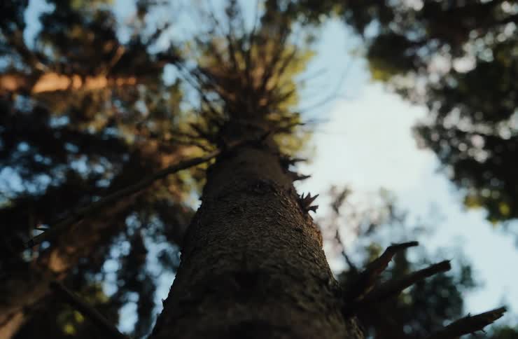 Tree trunk viewed from below highlighting branches and a sunlit canopy