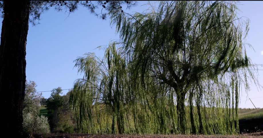 A line of large weeping willow trees with long drooping branches heavily laden with green foliage dominates the center of the frame swaying dramatically in the wind against a bright clear blue sky