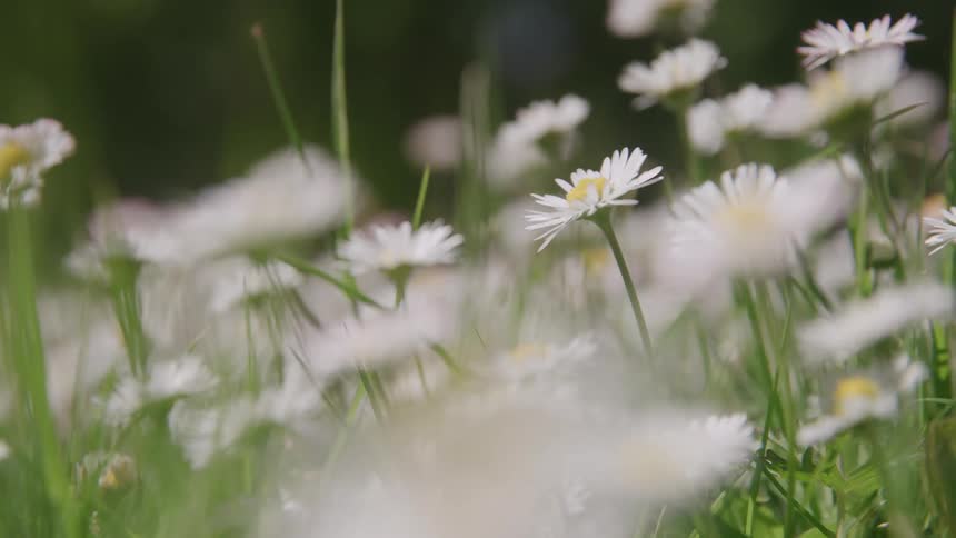 Daisy standing out among white flowers in a grassy area