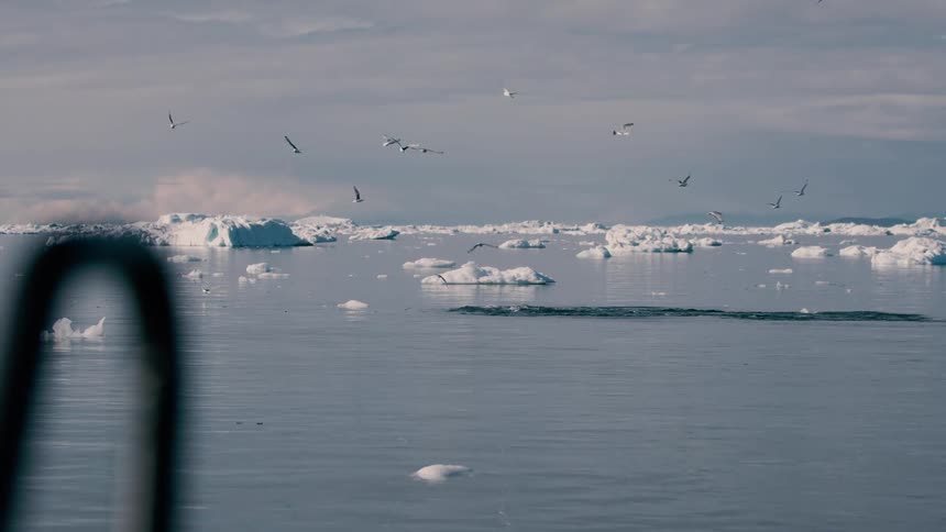 Melting ice and icebergs as a whale rises to the surface and seagulls fly overhead