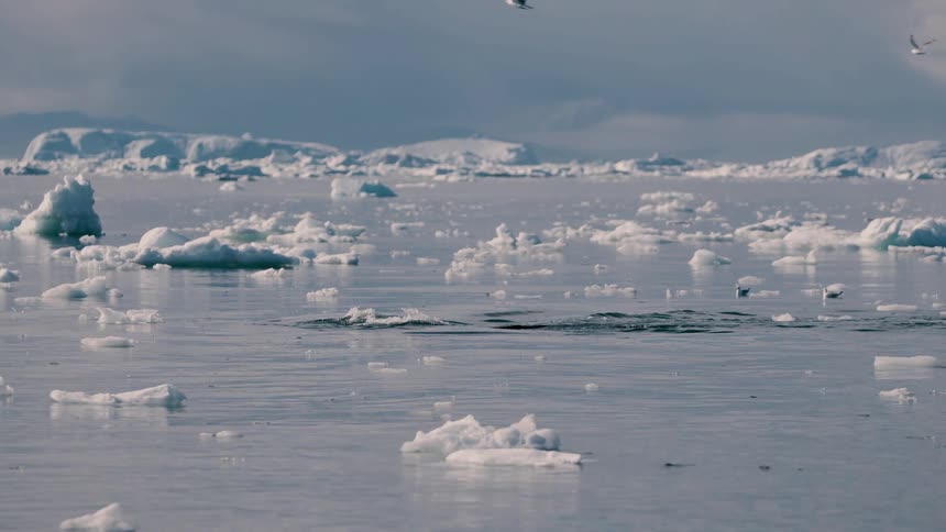 Melting ice and icebergs floating on arctic water as a whale rises to the surface