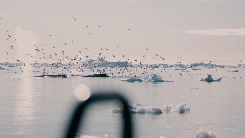 A large whale surfaces to breathe amidst scattered ice chunks in a freezing ocean releasing a spray of mist while a chaotic flock of seabirds swarms the water in search of food