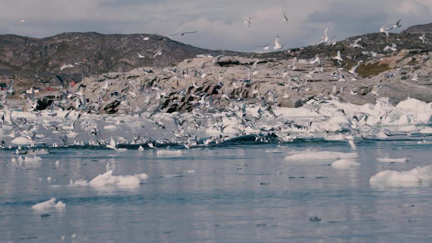 Houses along the coast as seagulls fly over melting ice and a whale rises to the surface