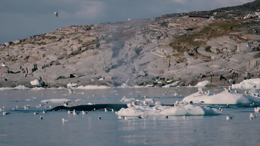 Floating glaciers in cold water with numerous birds on the surface near the rocky coast