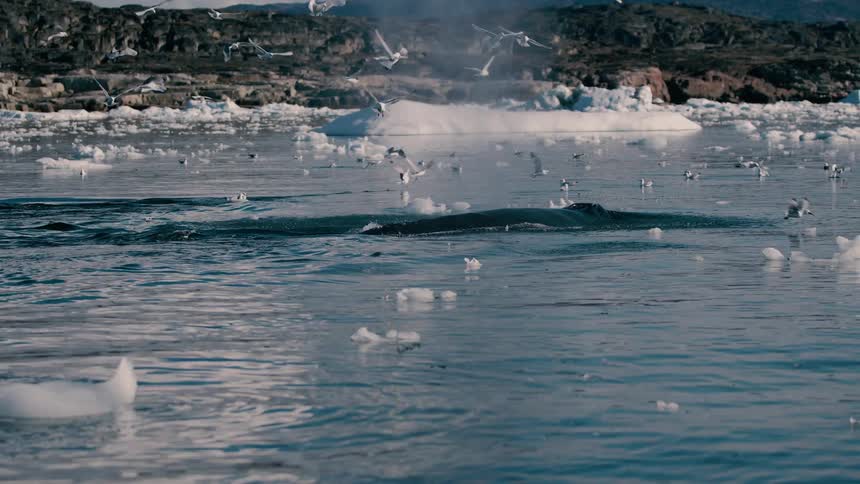 Seagulls fly and sit on the water among melting ice as a whale rises to the surface and sprays water
