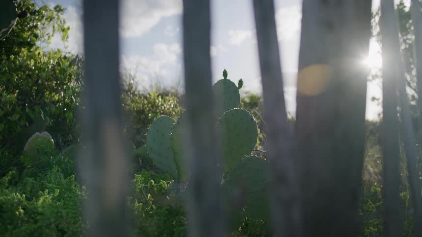 Golden sunlight flares intensely through the vertical slats of a weathered wooden fence revealing a large green cactus nestled in the wild vegetation behind it