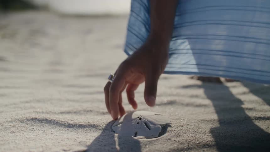 Hand picking up a white shell on a sandy beach
