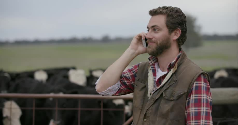 A man talks on his phone near some cows