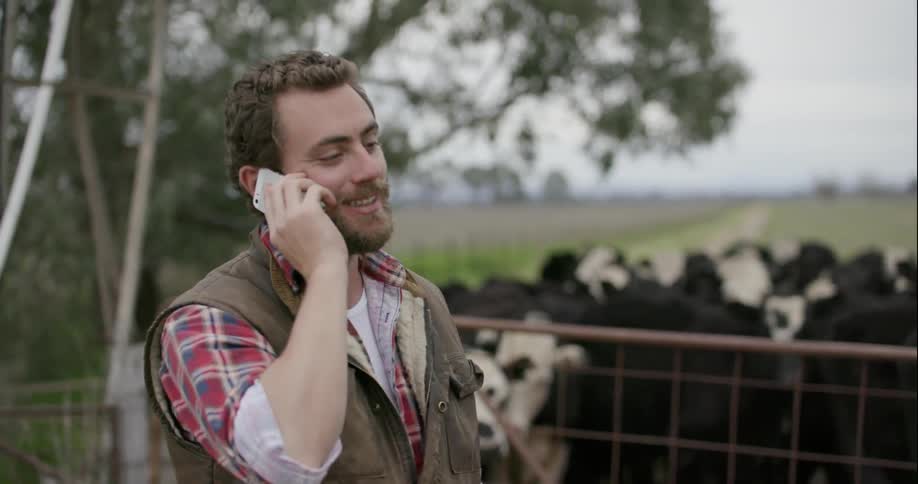 A man talks on a phone in front of a herd of cows