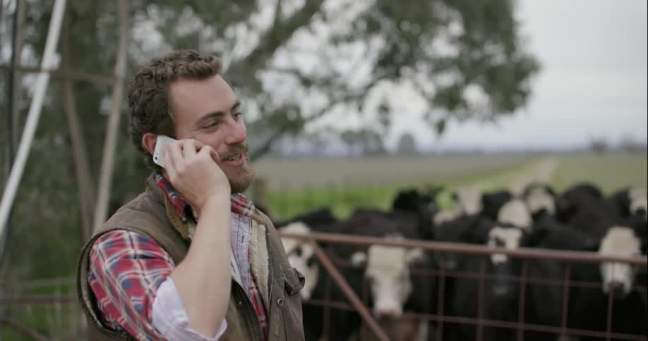 A man talks on the phone with cows in the background