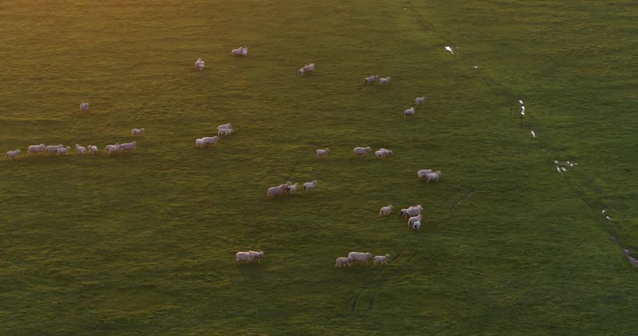 A herd of animals running in a field