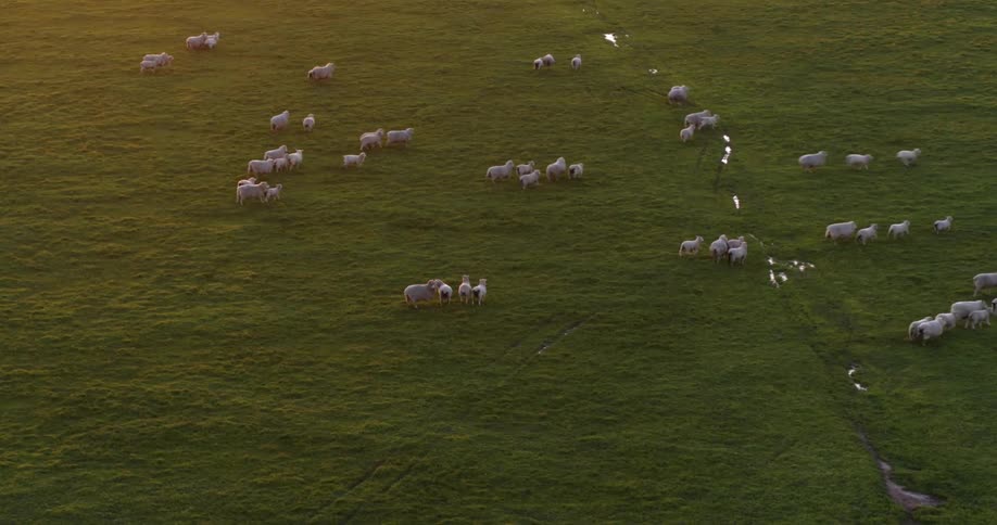 Sheep run across a pasture at dawn
