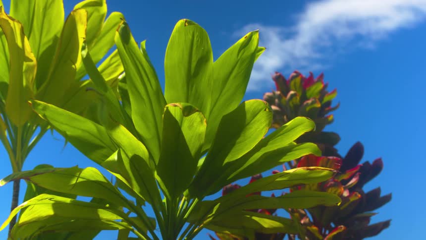 A lowangle view captures vibrant green and reddishpurple tropical foliage against a bright blue sky with white clouds showing a sunny outdoor environment