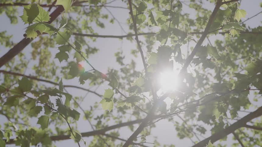 A low angle shot shows the sun brightly flaring through the green leaves and branches of a tree on a clear sunny day