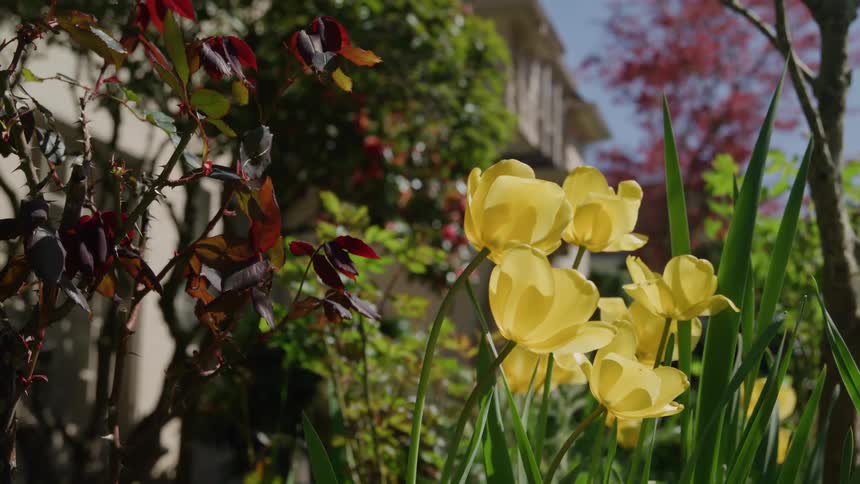 Flowers are blooming in front of a house