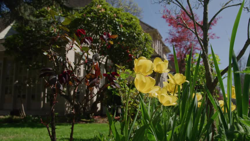 Flowers and plants move in the breeze outside of neighborhood houses