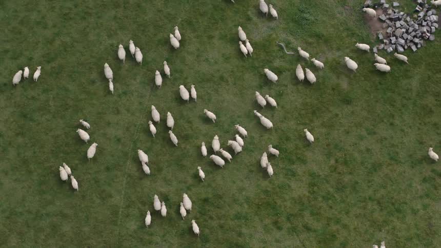 Sheep walk across a grassy field