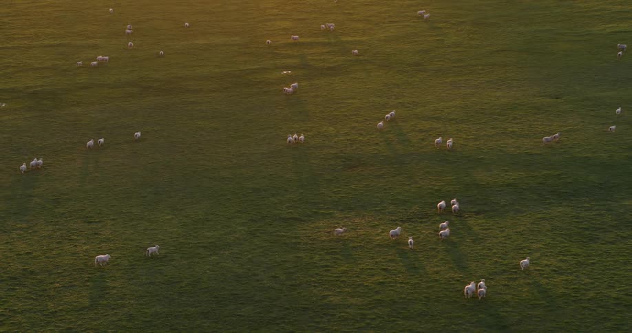 Sheep run across a large grassy field