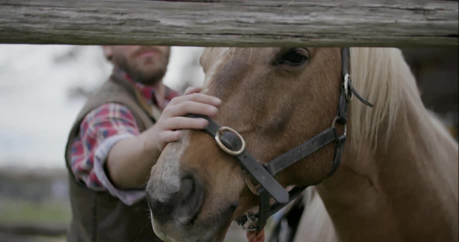 A man pets a bridled horse