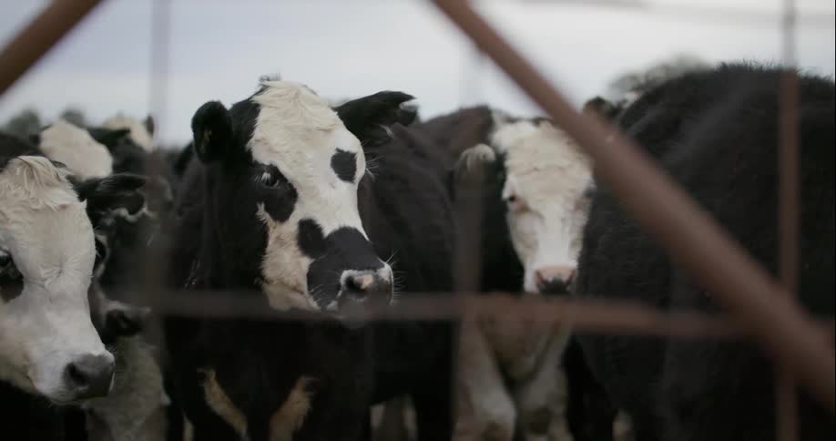 Herd of cows standing in fenced area