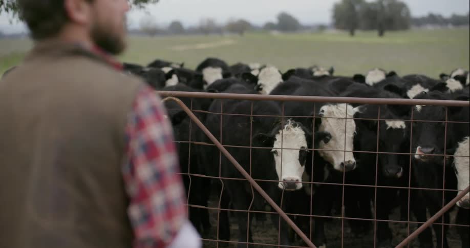 A man stands on a farm with cows gathered behind a fence
