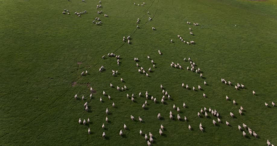 Sheep run across a large grassy field