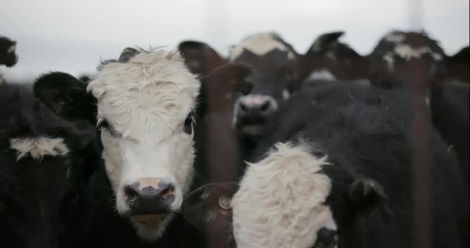 A herd of black and white cows are shown