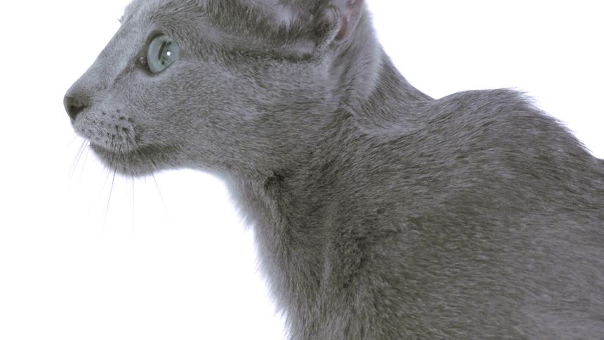 Gray cat turns and raises its head