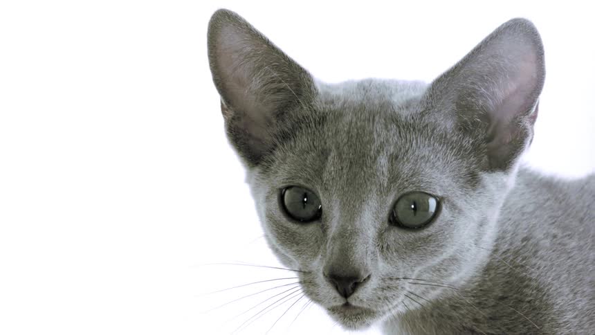 A close up of a cat in a room
