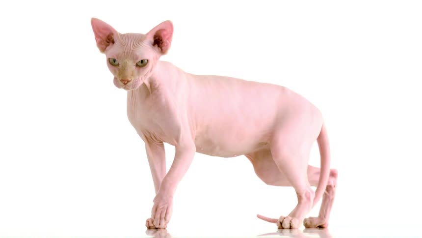 A sphynx hairless cat walks across the floor inside a room its smooth skin highlighted against the bright white walls