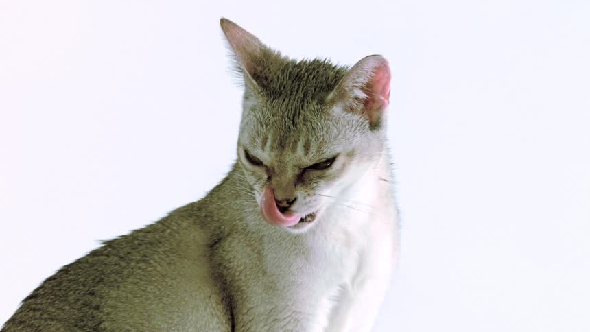 Lightcolored cat licking its nose against a light background