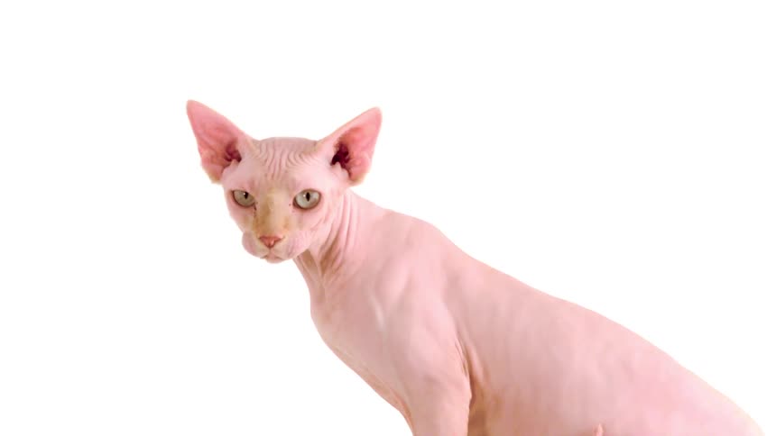 A close studio shot of a hairless pink sphynx cat sitting and slowly turning its head to look directly at the camera against a bright white background